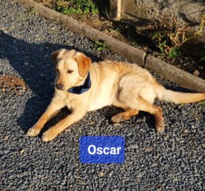 150419-Oscar