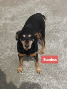 180519-Bambou
