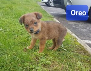 250219- Oreo
