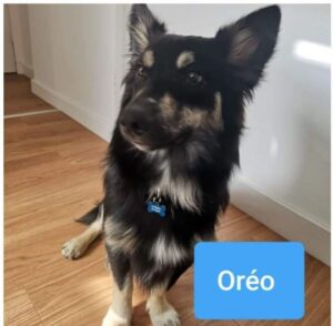 290619-Oreo