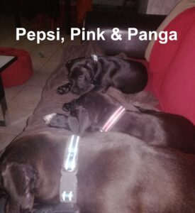Pink-Panga-Pepsi