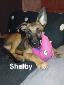 shelby1
