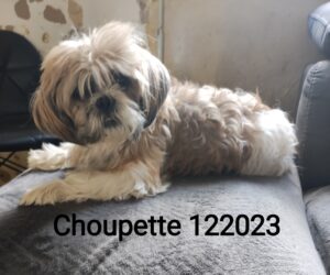 Choupette 122023