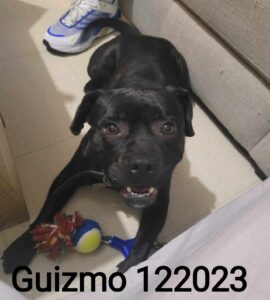 Guizmo 122023