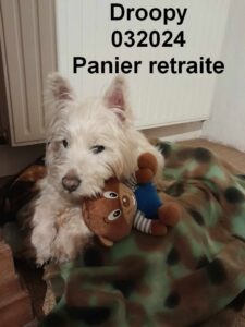 Droopy 032024