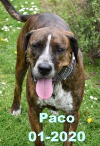 Paco