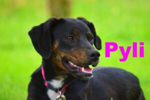Pyli