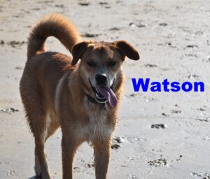 Watson